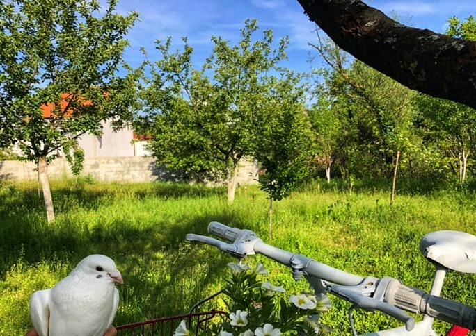 Villa Brvnara Borovik à Cetinje Extérieur photo